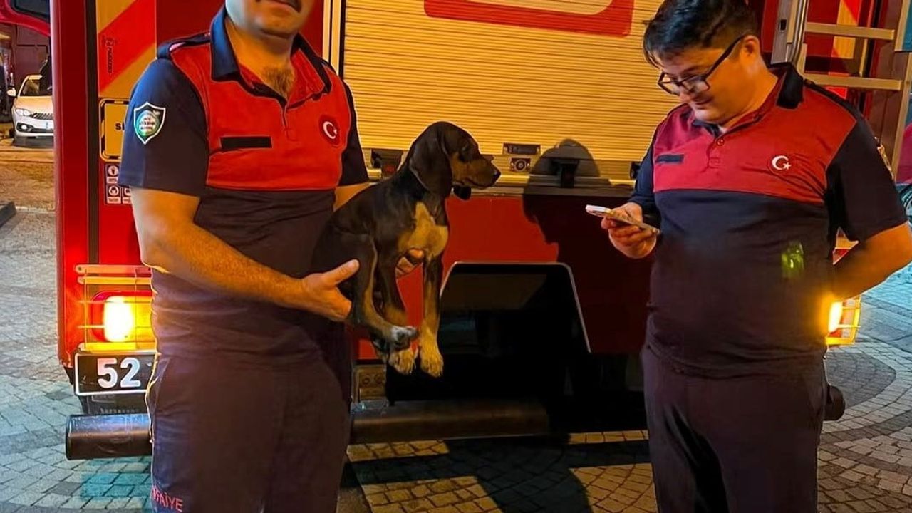 Kumru'da depoya düşen köpek itfaiye ekiplerince kurtarıldı