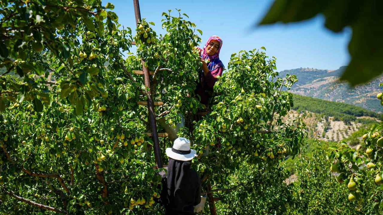 kuruçay'da yaz armudu hasadı başladı, rekolte 150-200 ton arasında bekleniyor