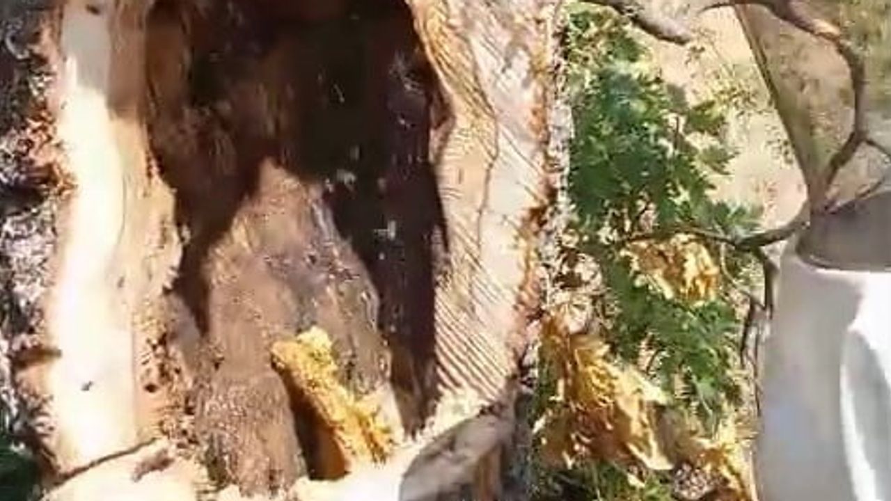 Kuruyan ağaçtan kilolarca bal çıktı