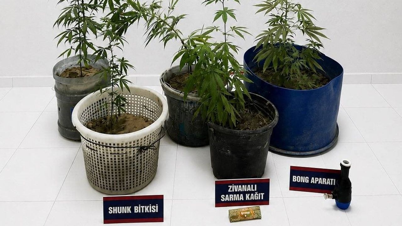 Kuşadası Davutlar'da yasadışı skunk ekimi ortaya çıktı: üç şüpheli gözaltına alındı