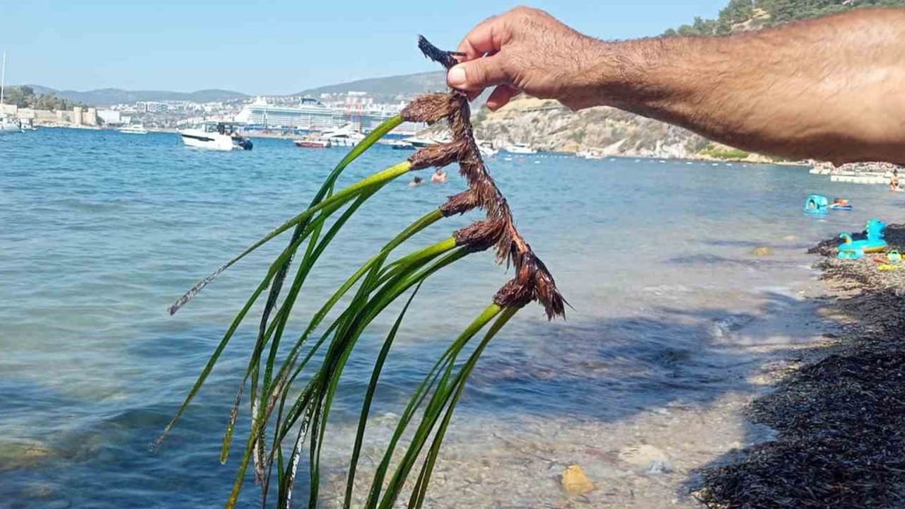 Kuşadası'nda 3. iskele tartışması: deniz çayırları ve mavi karbon endişesi