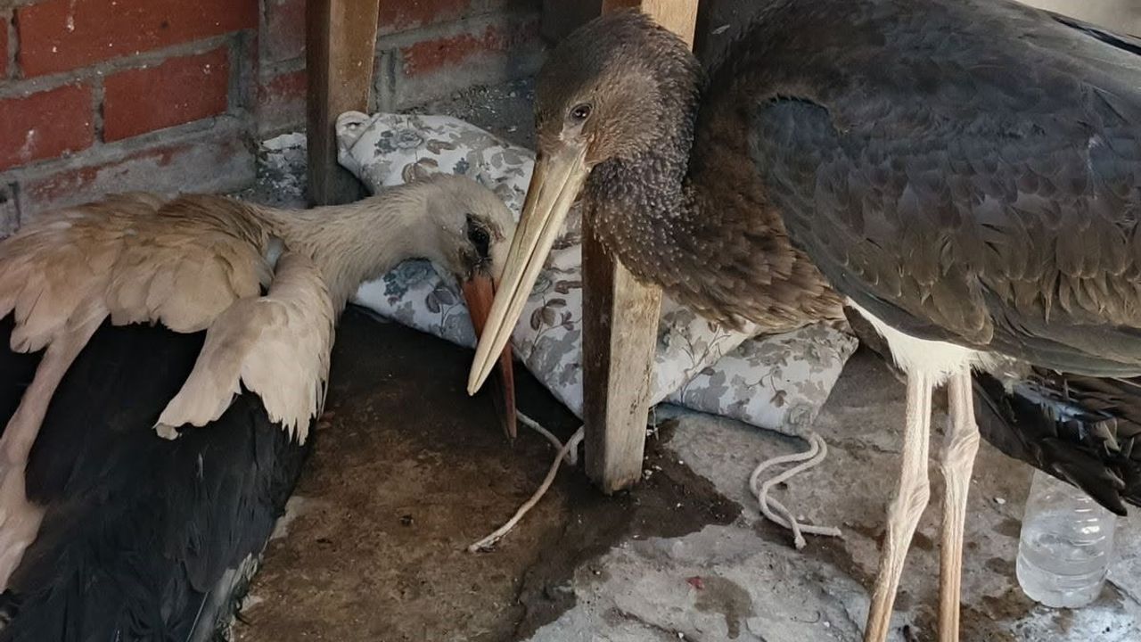 Kuşadası'nda leylek yuvasının sevinci yaralanmayla gölgelendi