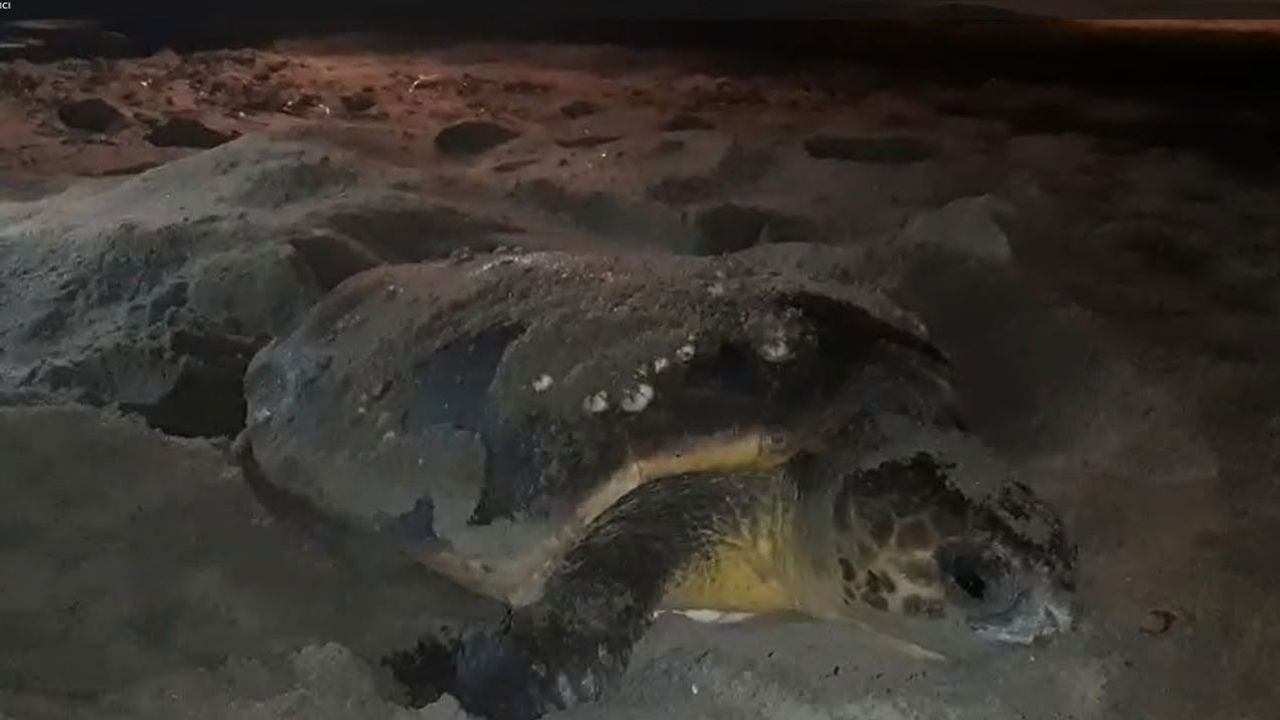 Kuşadası'nda suya gömülen yuva: 68 caretta caretta yumurtası kurtarıldı