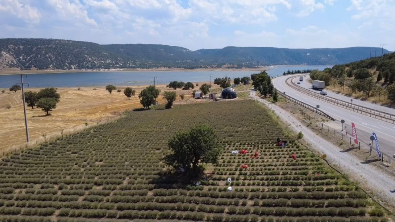 Kütahya'da lavanta tarlaları kadın kooperatiflerine umut oldu