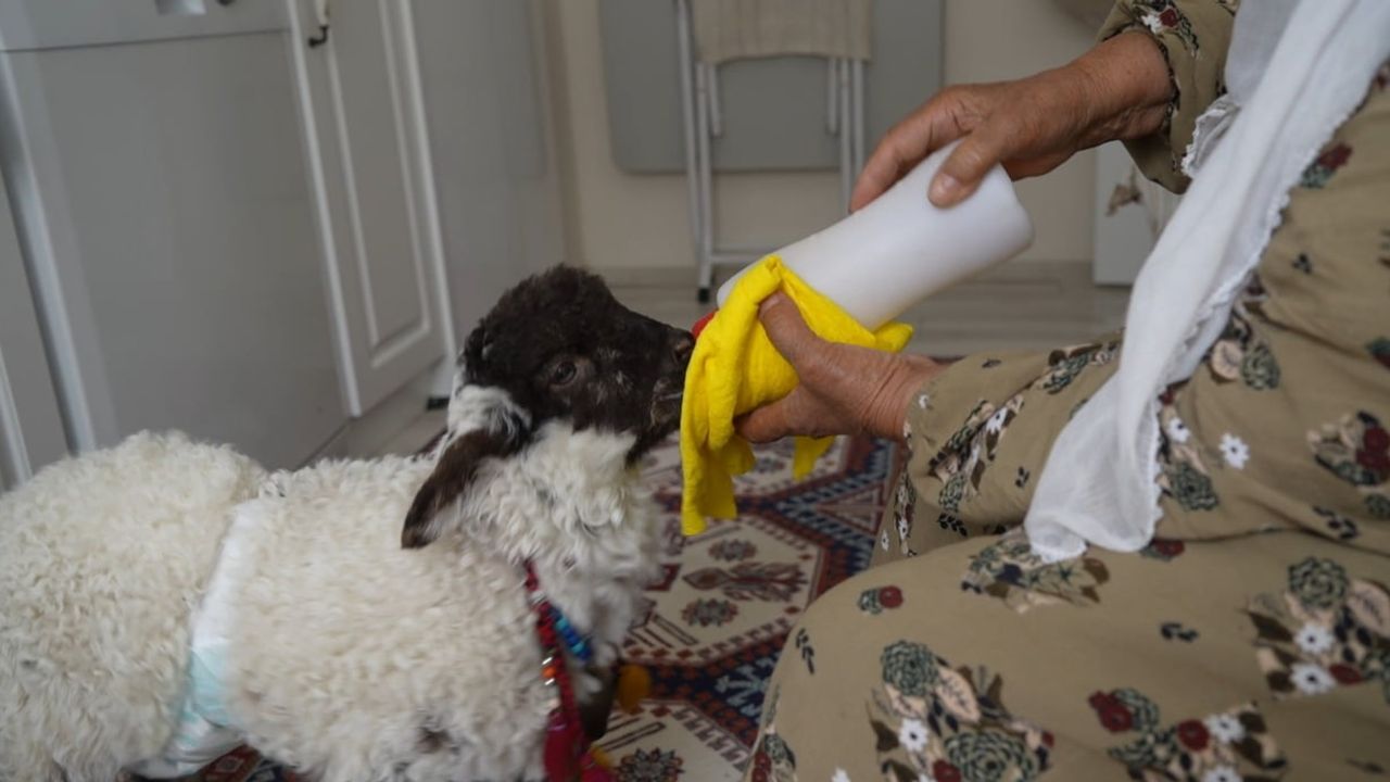 Kuzusunu torun gibi büyüten kadının evinde Boncuk neşe kaynağı oldu