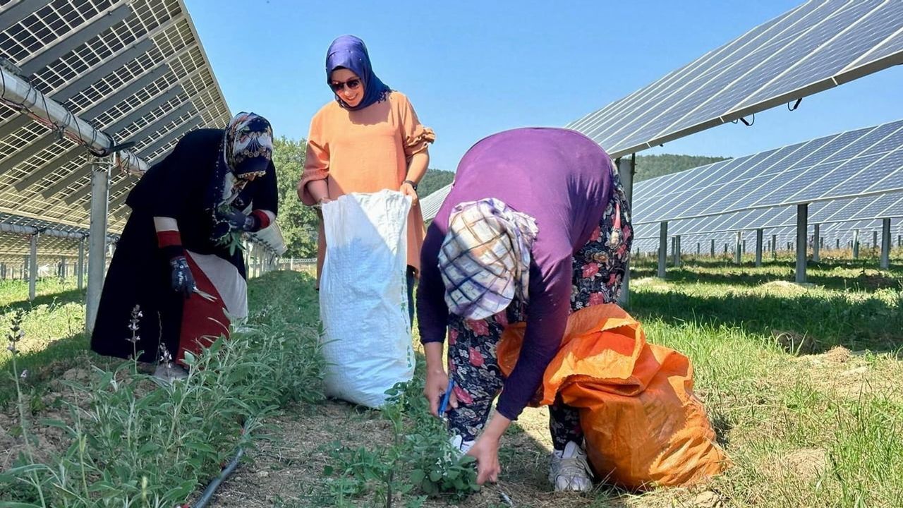 Ladik GES'te güneşin gölgesinde aromatik bitkiler hasatla buluştu