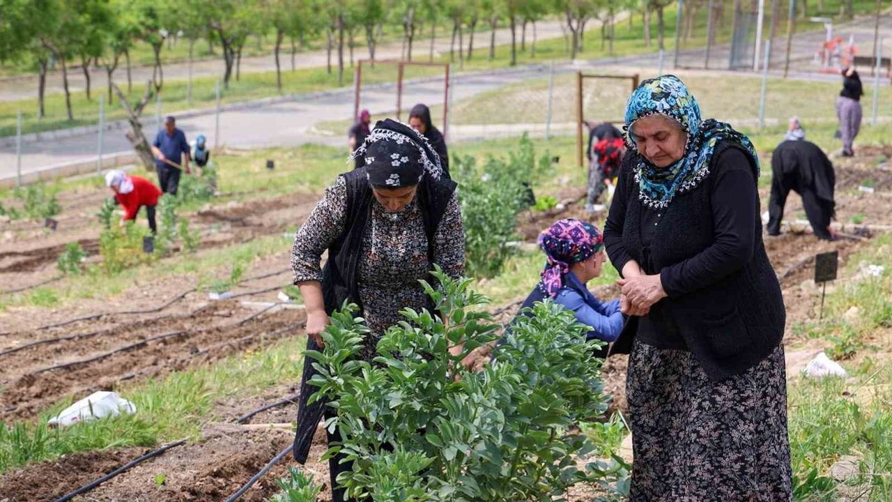 Mahalle bostanlarında yaz bereketi: kadınların topraktan sofraya dayanışması