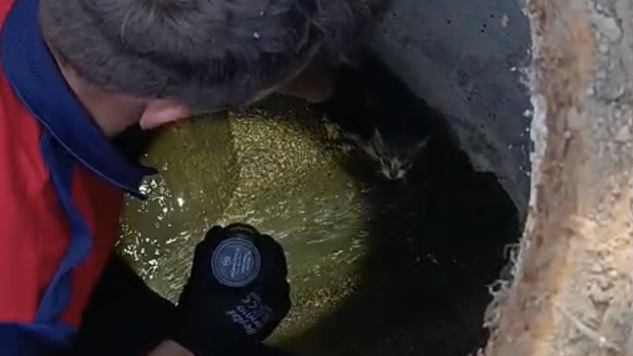 Mahalle ihbarıyla kanalizasyonda sıkışan yavru kedi Alaplı'da kurtarıldı