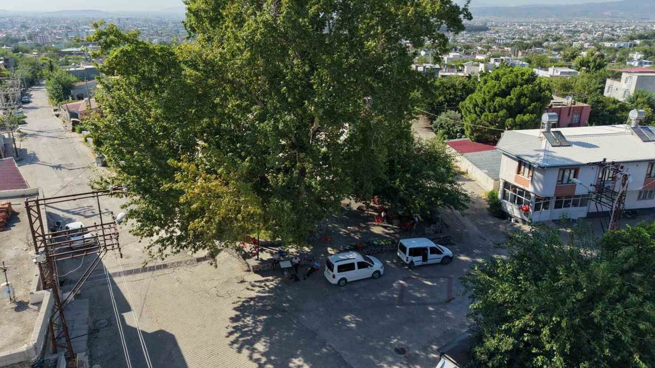 Mahallenin serin noktası: Gebeli'de 260 yıllık çınarın gölgesi