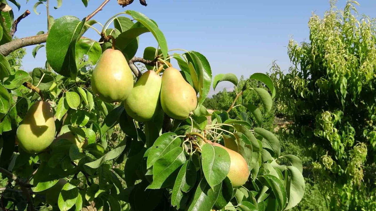 Malatya'da kayısıya alternatif: Santa Maria armudu ve nektarin erkenci hasada girdi