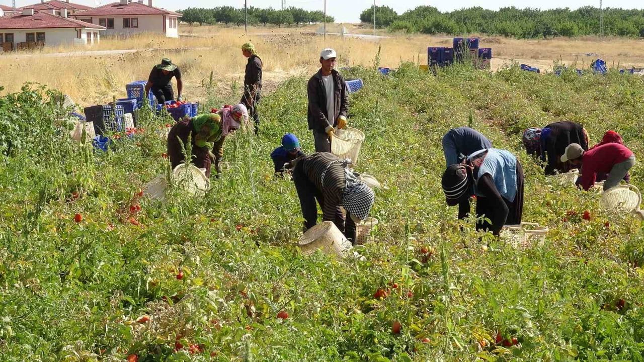 Malatya tarlalarında kurutmalık domatesle yeni gelir kapısı açıldı