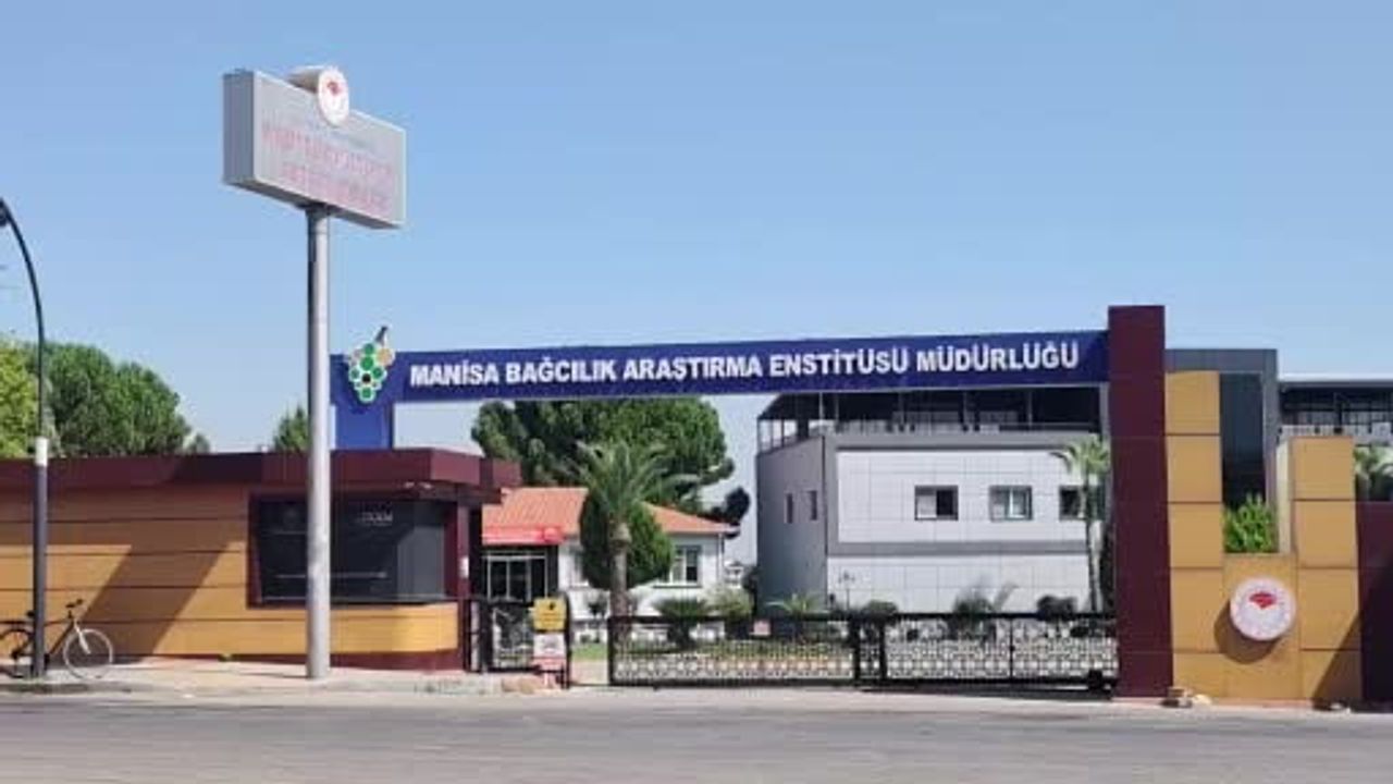 Manisa'da 'çilek üzümü' olarak bilinen Bronx Seedless ilgi çekiyor