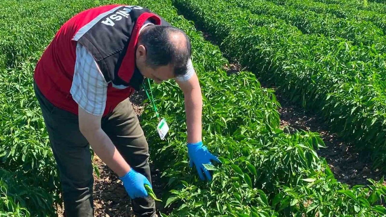 Manisa’da organik ürünlerde pestisit taraması: güvenilirlik için numune alımı