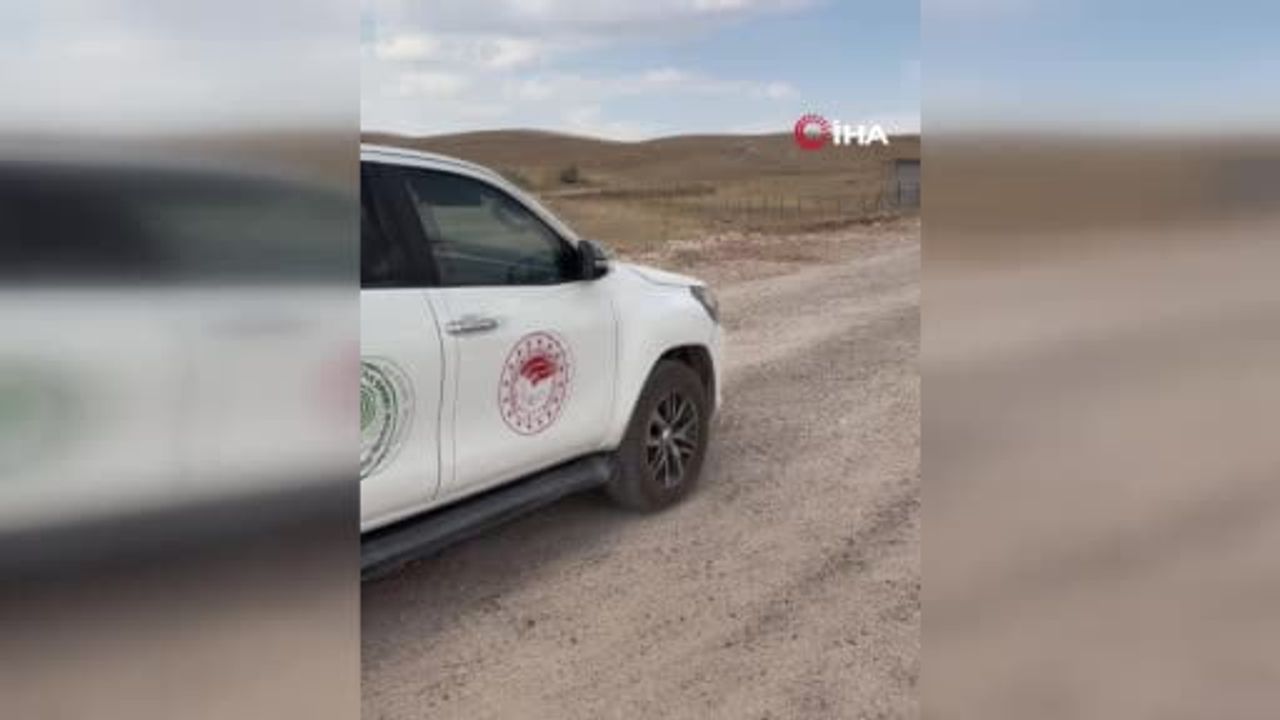 Mardin'in doğasına geri dönen oklu kirpi sağlıkla salındı