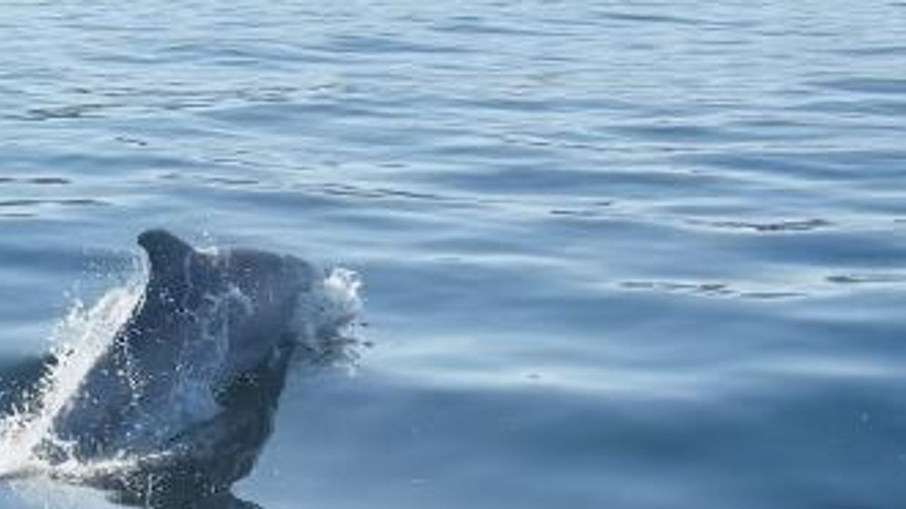 Marmara açıklarında iki yunusun jet skiye eşlik ettiği anlar
