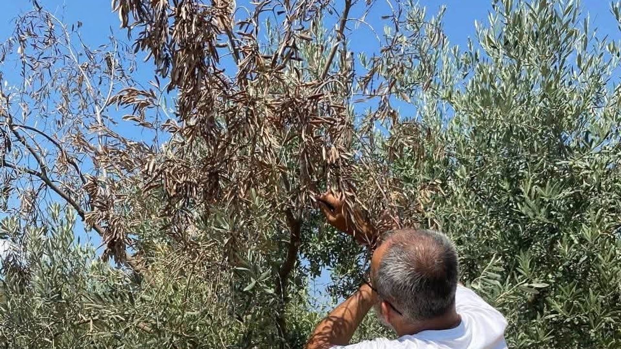 Menteşe’de zeytinliklerde verticillium solgunluğuna karşı saha tedbirleri