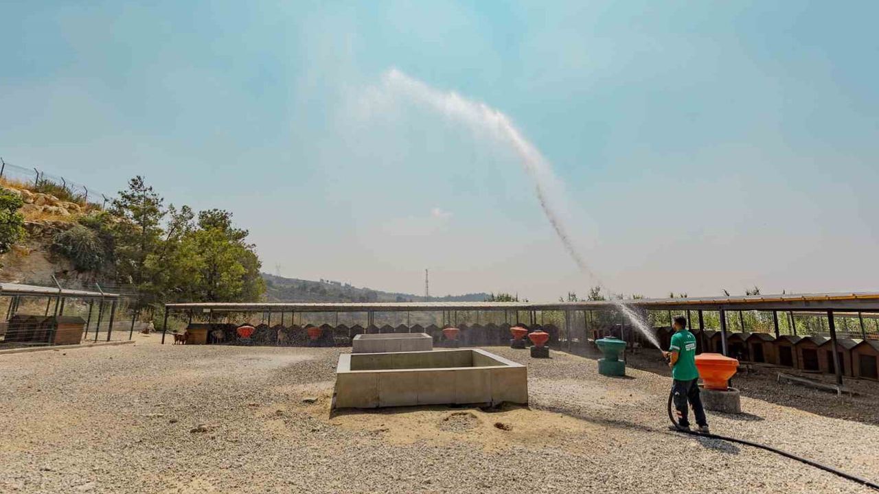 Mersin'de sokak hayvanlarına yeni başlangıç: 3.295 can sahiplendirildi