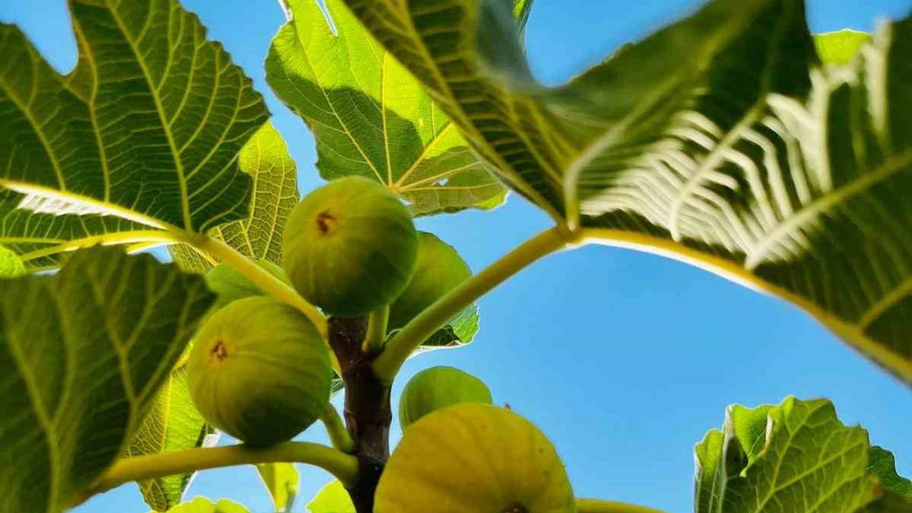 Mersinli'de incir bereketi: mahallenin lezzeti tüccarın radarında