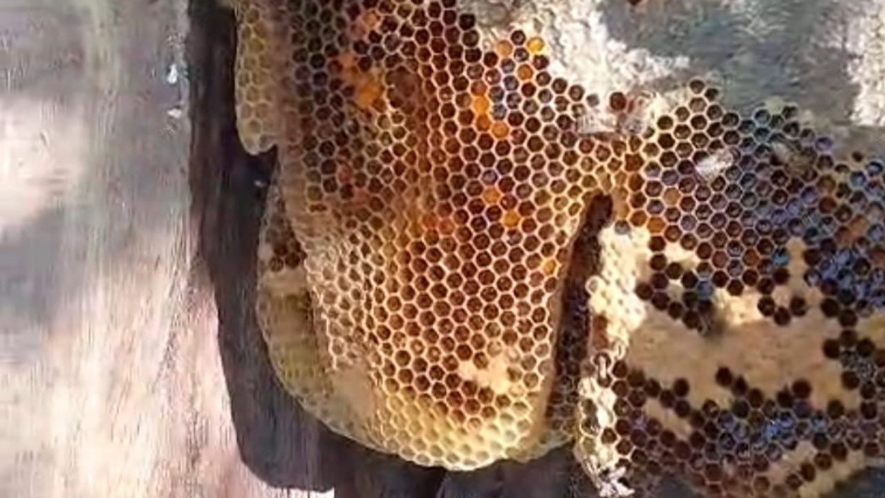 Meşe kovuğundan çıkan 13 kilogram bal doğal zenginliği hatırlattı
