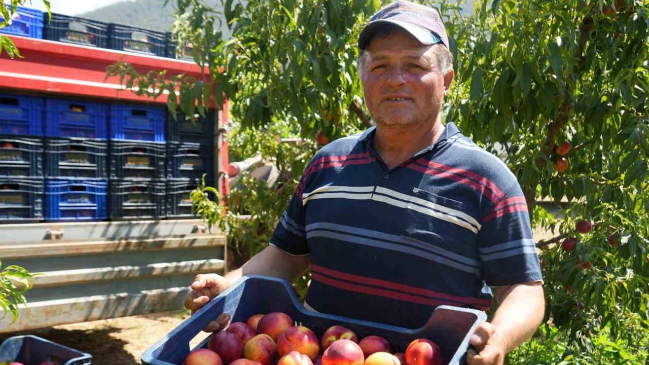 Meyve suyu fabrikalarının düşük alımı üreticiyi zora soktu