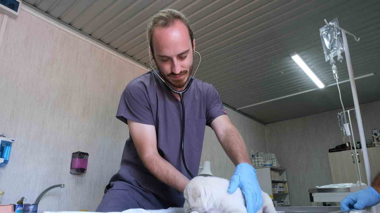 Minik patiler için Altıeylül'de yuva seferberliği