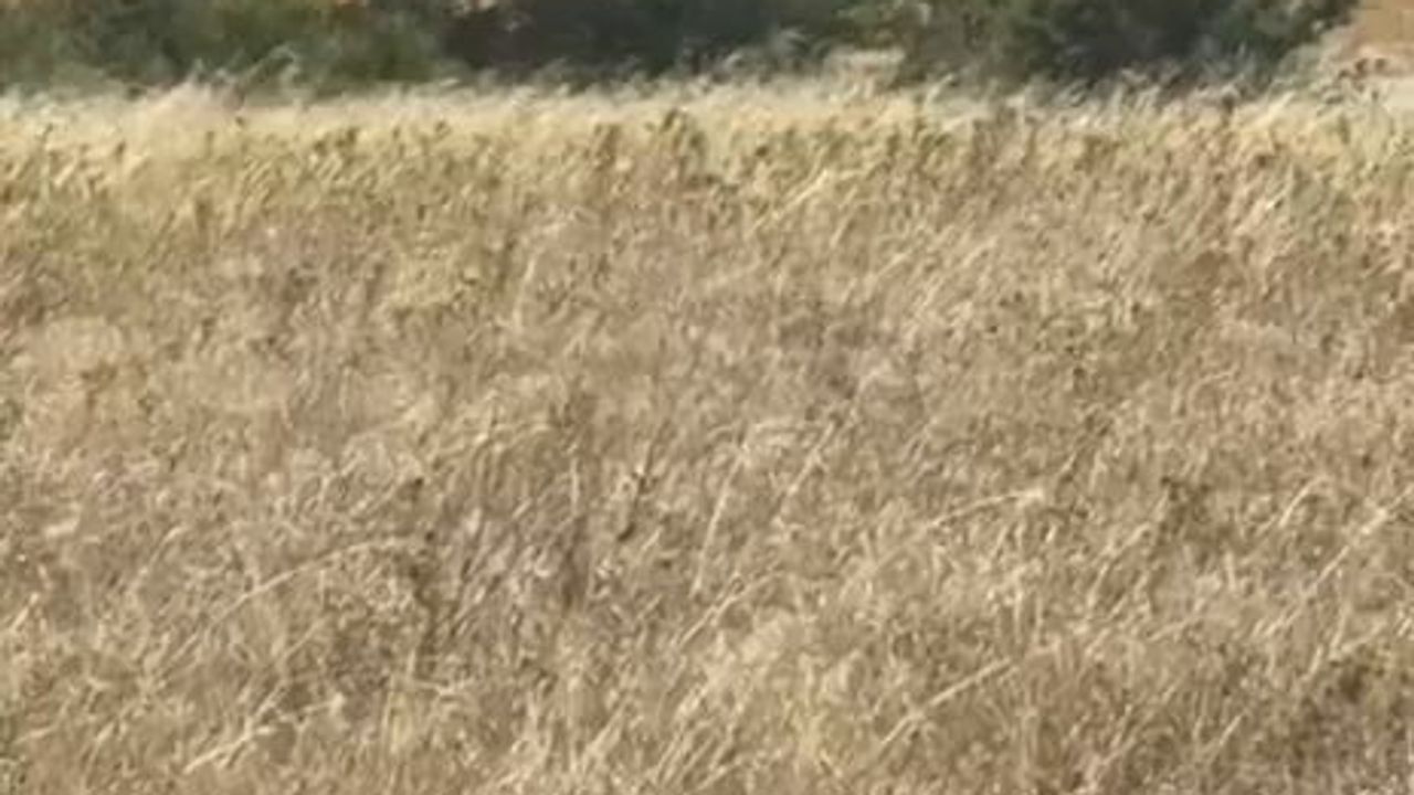 Mudanya'da Dedeköy tavuk çiftliğinde yangın itfaiye tarafından kontrol altına alındı
