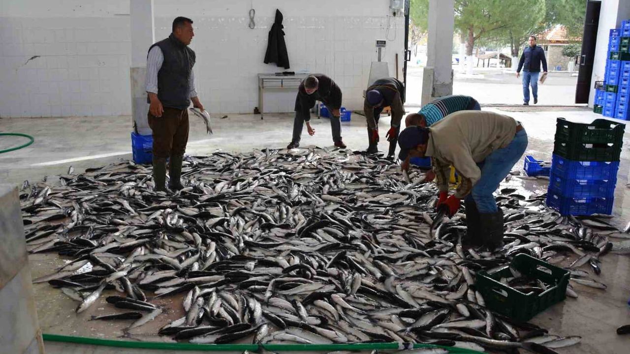 Muğla'dan yükseliş: temmuzda ihracat yüzde 9 arttı