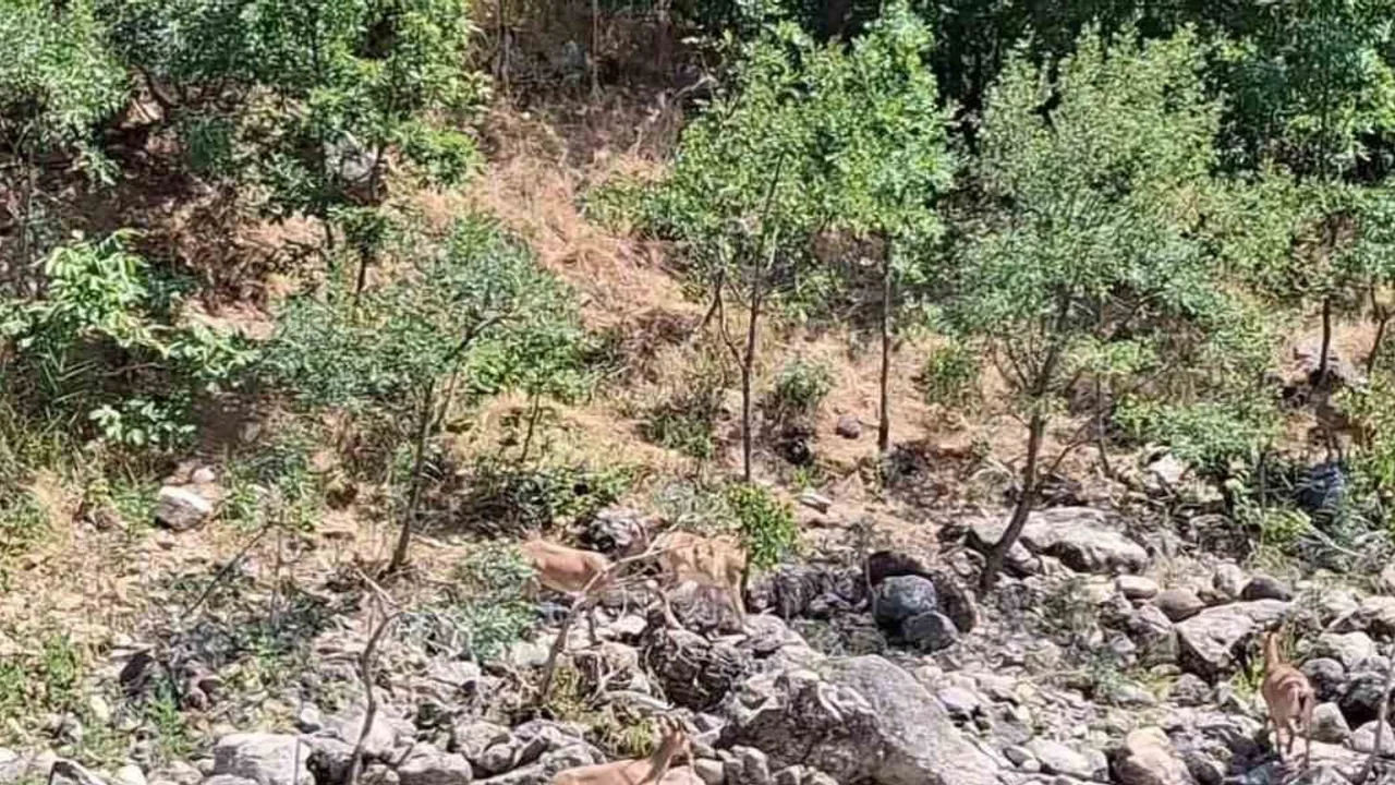 Munzur kıyısında sessiz adımlar: Pülümür'de koruma altındaki dağ keçileri