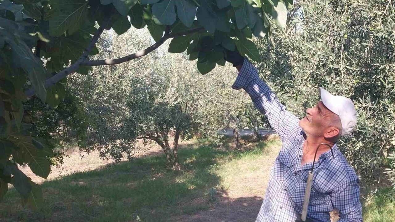 Mut'ta beyaz incirde verim düşüşü: rekolte üçte bire iniyor