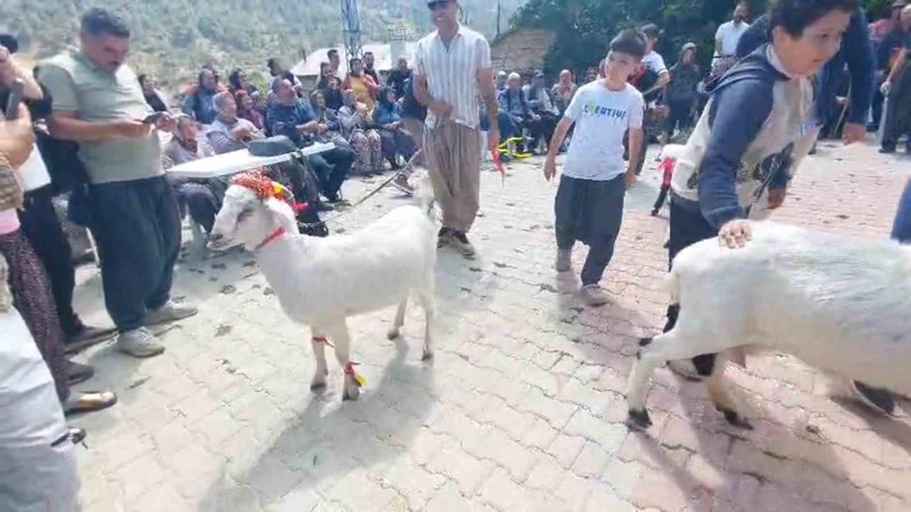 Mut'ta ilk kez düzenlenen keçi güzellik yarışması mahalle hayatına renk kattı