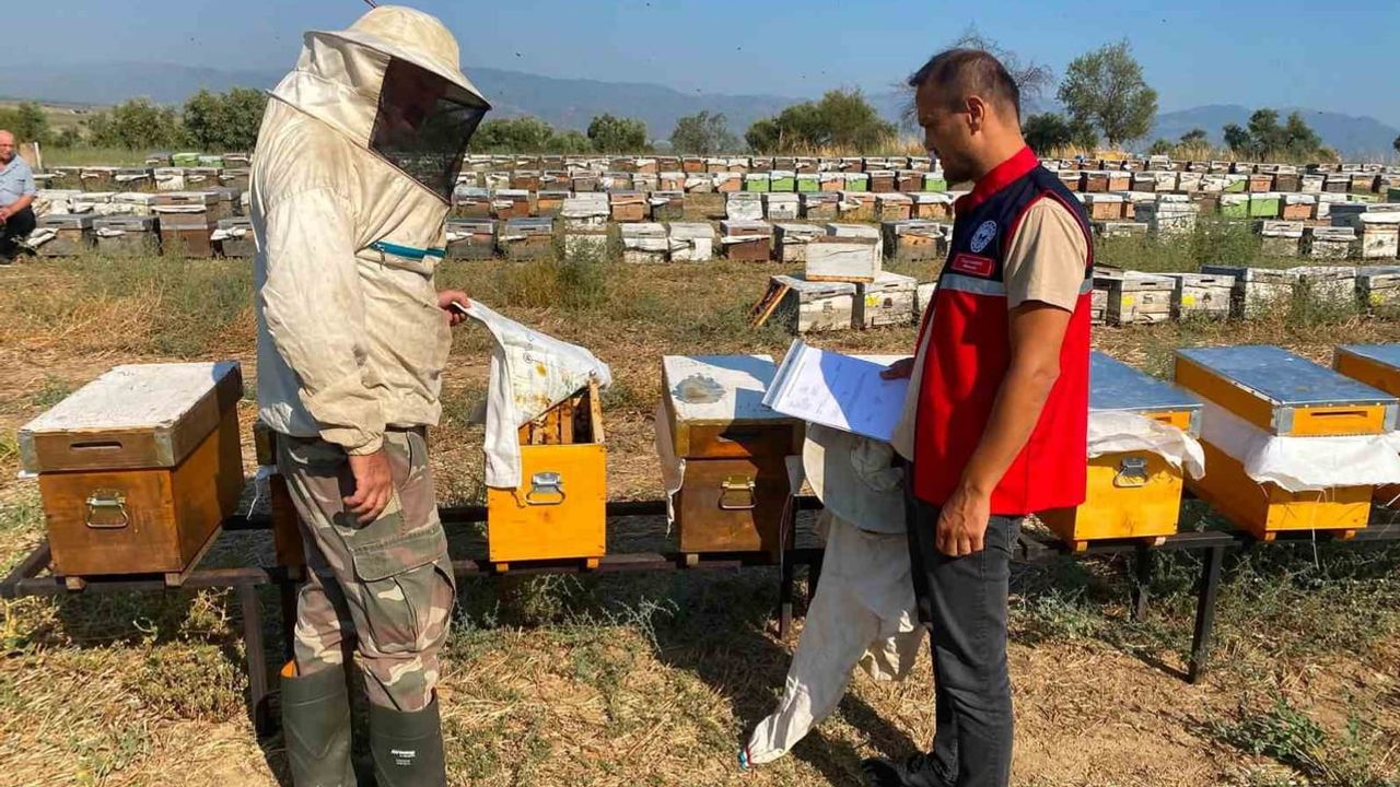 Nazilli'de arılı kovanlar kayıt altına alınıyor: üreticilere destek çağrısı