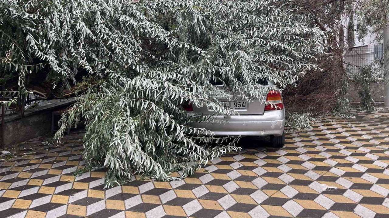 Niğde'de rüzgar iğde ağacını devirdi, araçta hasar oluştu