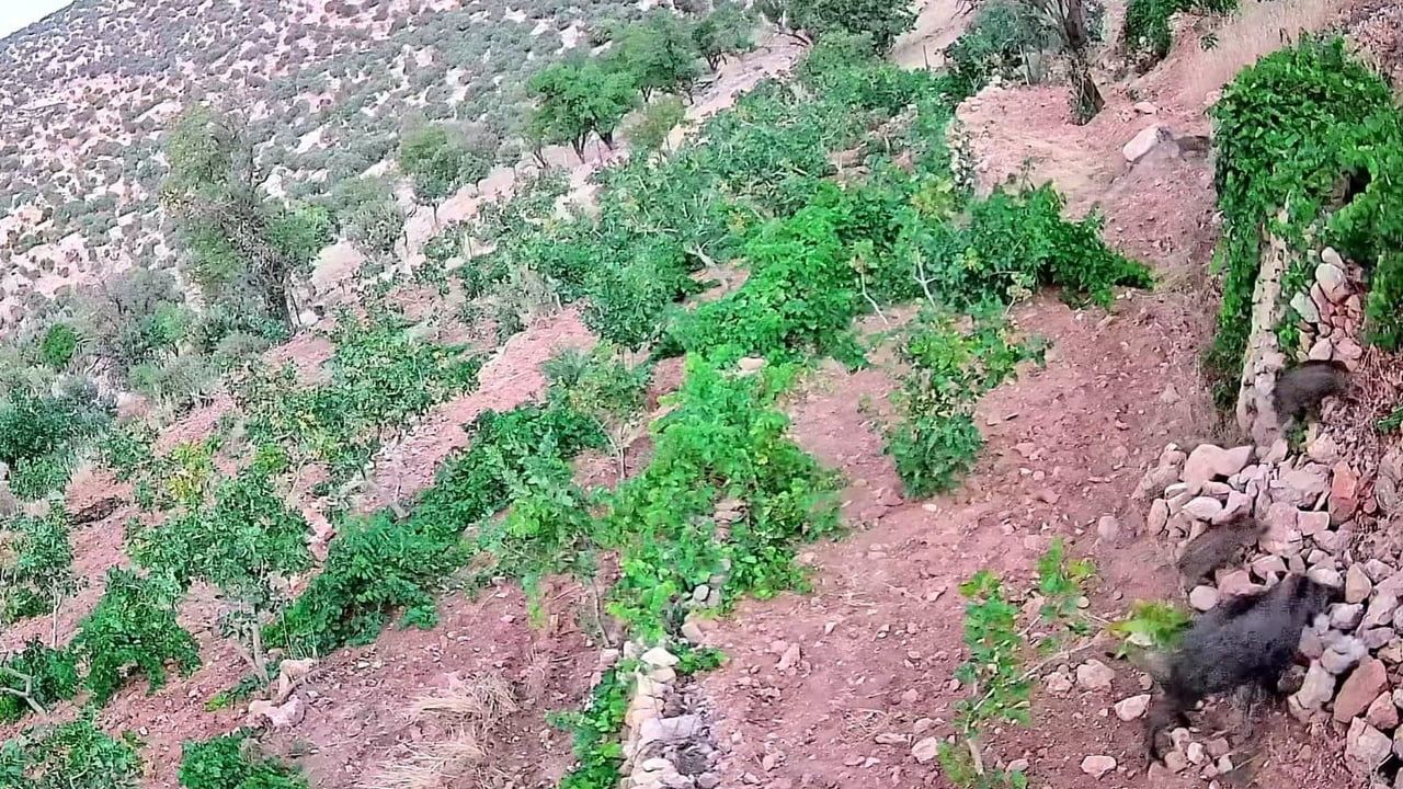 Nöbetle önlem arayışı: Poyraz köyünde yaban domuzları bağ ve fıstık bahçelerine zarar veriyor