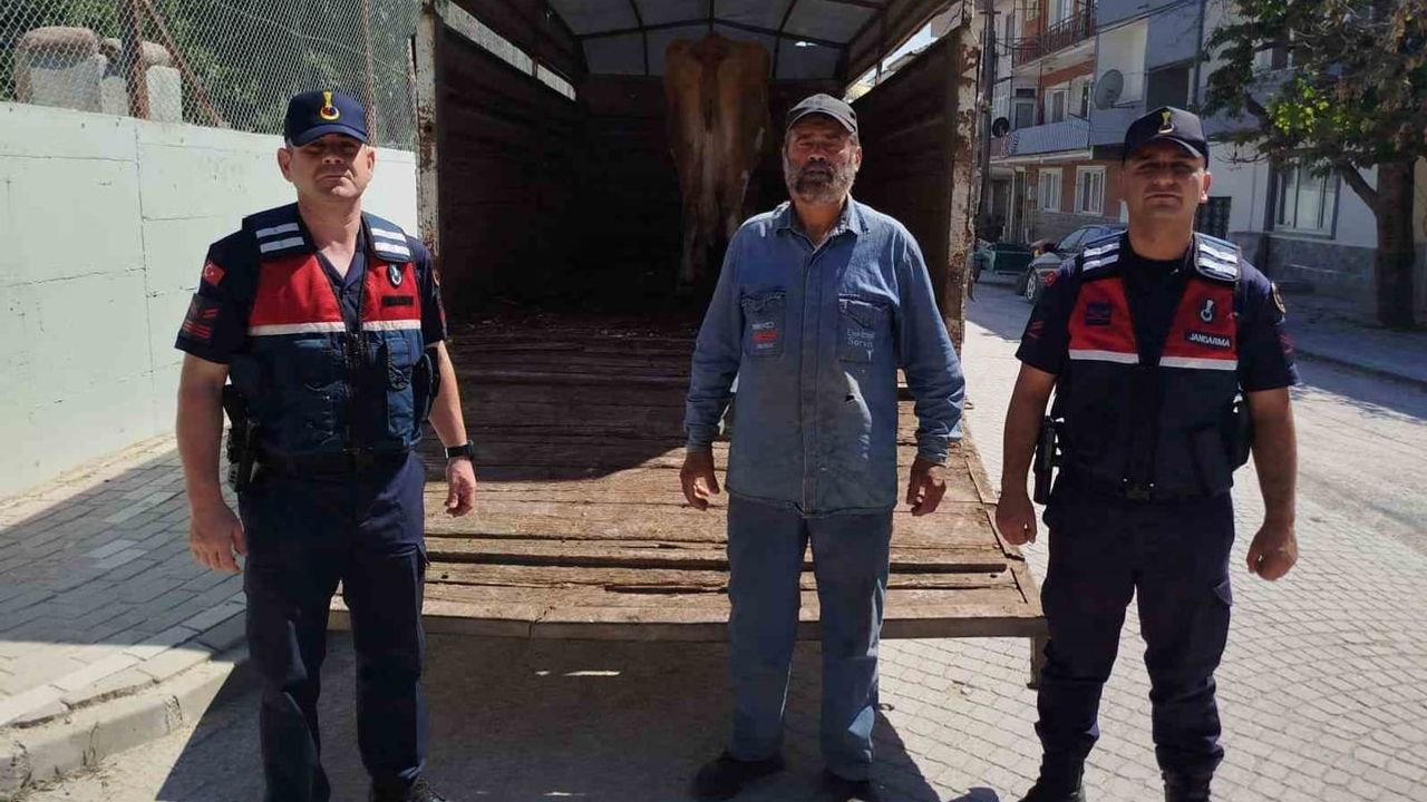 Odunpazarı'ndaki çalınan 'Simental' büyükbaştan biri Bilecik'te bulundu
