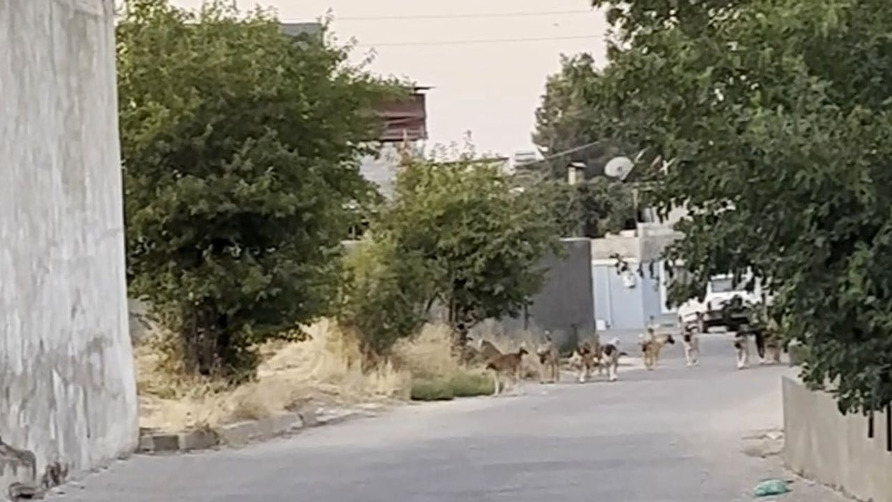 Oğuzeli'nde gündelik yaşamı zorlaştıran köpek sürüleri endişe yaratıyor