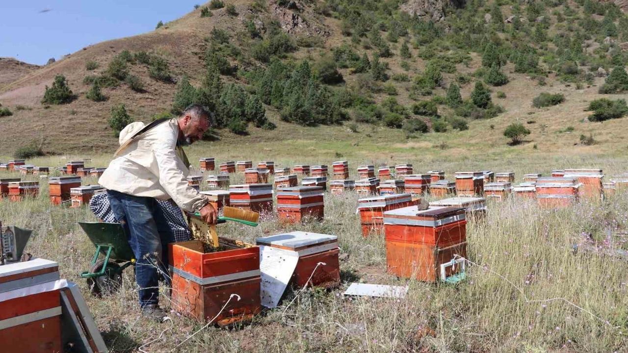 Oltu’da yayla aromasıyla sezonun ilk balı alındı