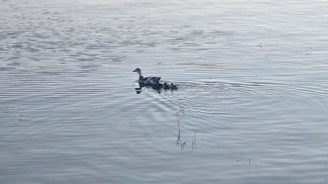 Ördek yavruları Pelitözü Gölpark'ta ziyaretçilerin ilgi odağı