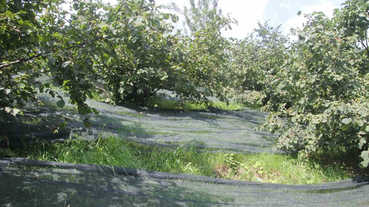 Ordu'da file sistemiyle fındık hasadında işçilik yüzde 80'e varan oranda düştü
