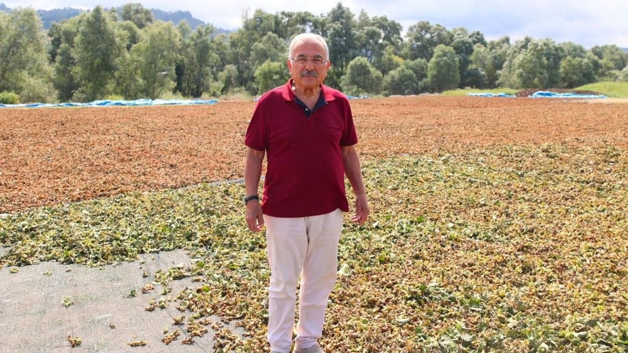 Ordu'da fındık bahçeleri işletmeye dönüşüyor