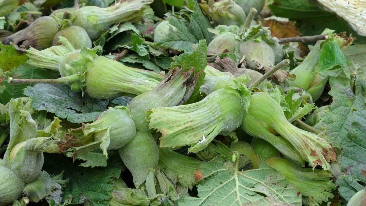 Ordu'da fındık hasadı sahil kesiminde törenle başladı