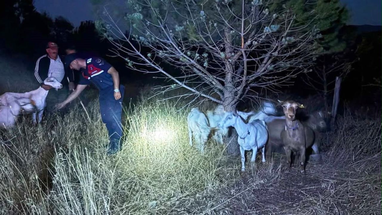 Ormanda bulunan 15 küçükbaş, sahibine kavuştu