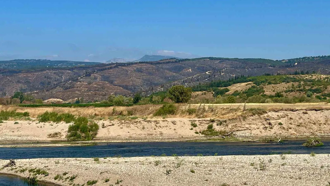 Ormanlar yangınların yanı sıra ihmallerle de yok oluyor