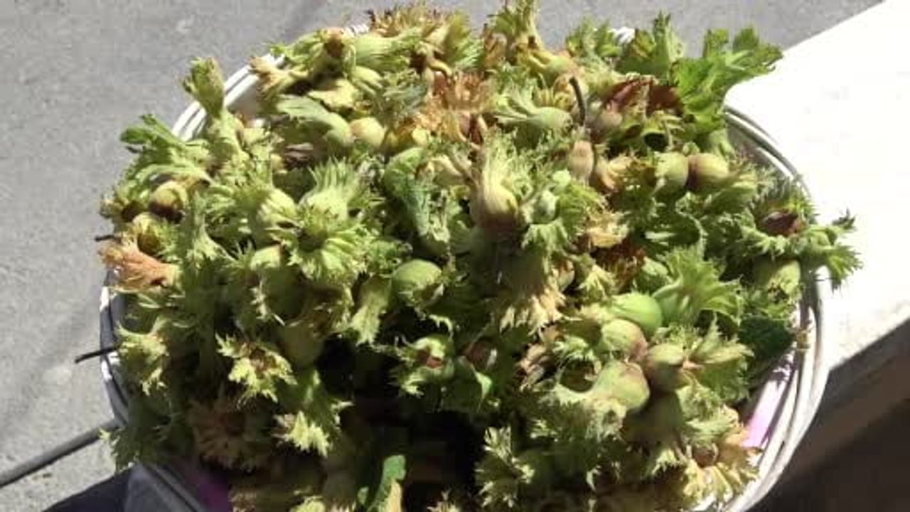 Orta kesimde fındık hasadı başladı: Samsun'da 115 bin ton rekolte bekleniyor