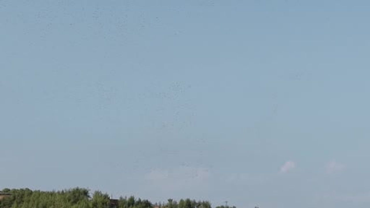 Osmaniye mahallesinde göçle gelen leylek ve beyaz balıkçıl şöleni