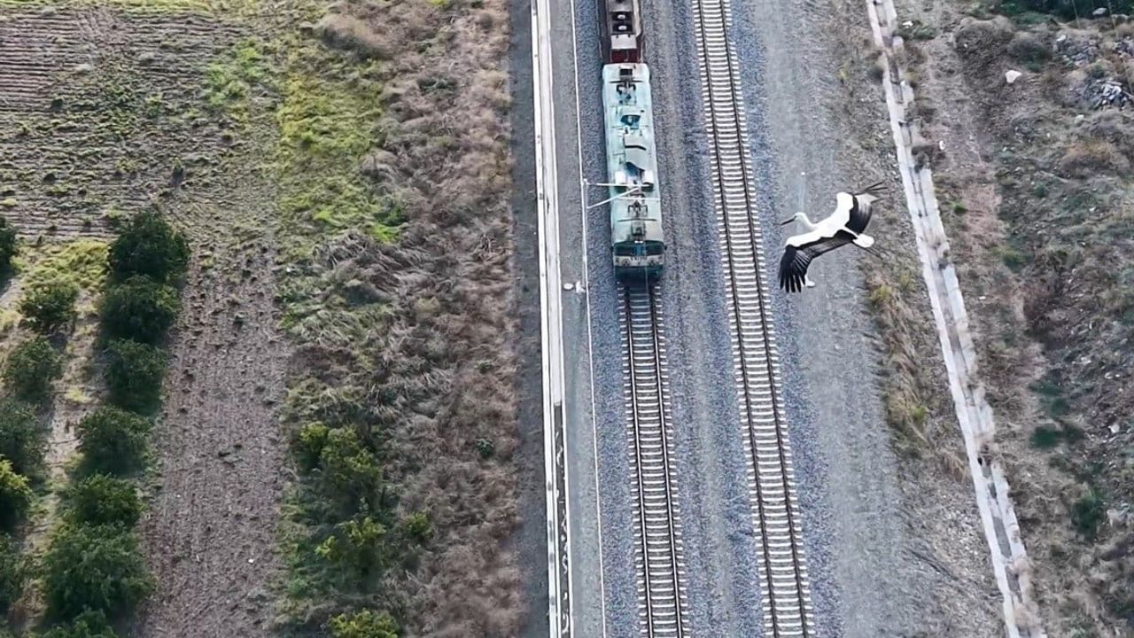 Osmaniye semalarında yılların değişmeyen konukları leylekler ve balıkçıllar