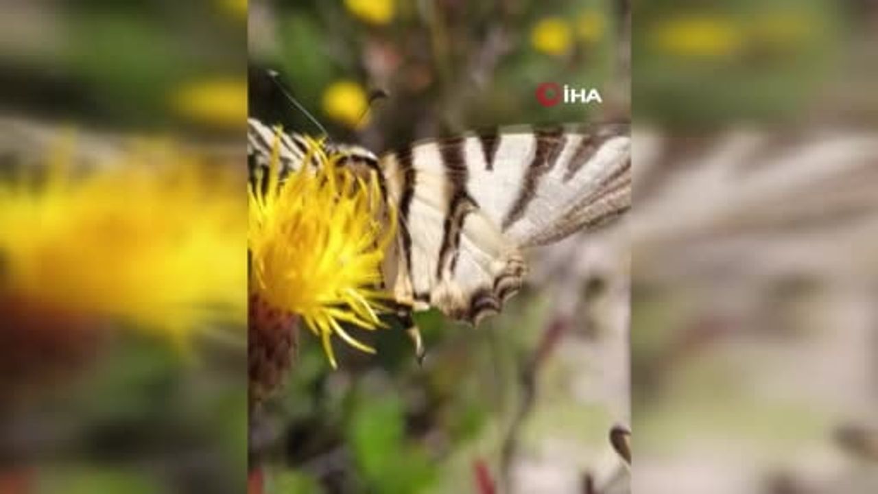 Osmaniye yaylasında zebra kırlangıç kuyruklu kelebeğin nadir görüntüsü