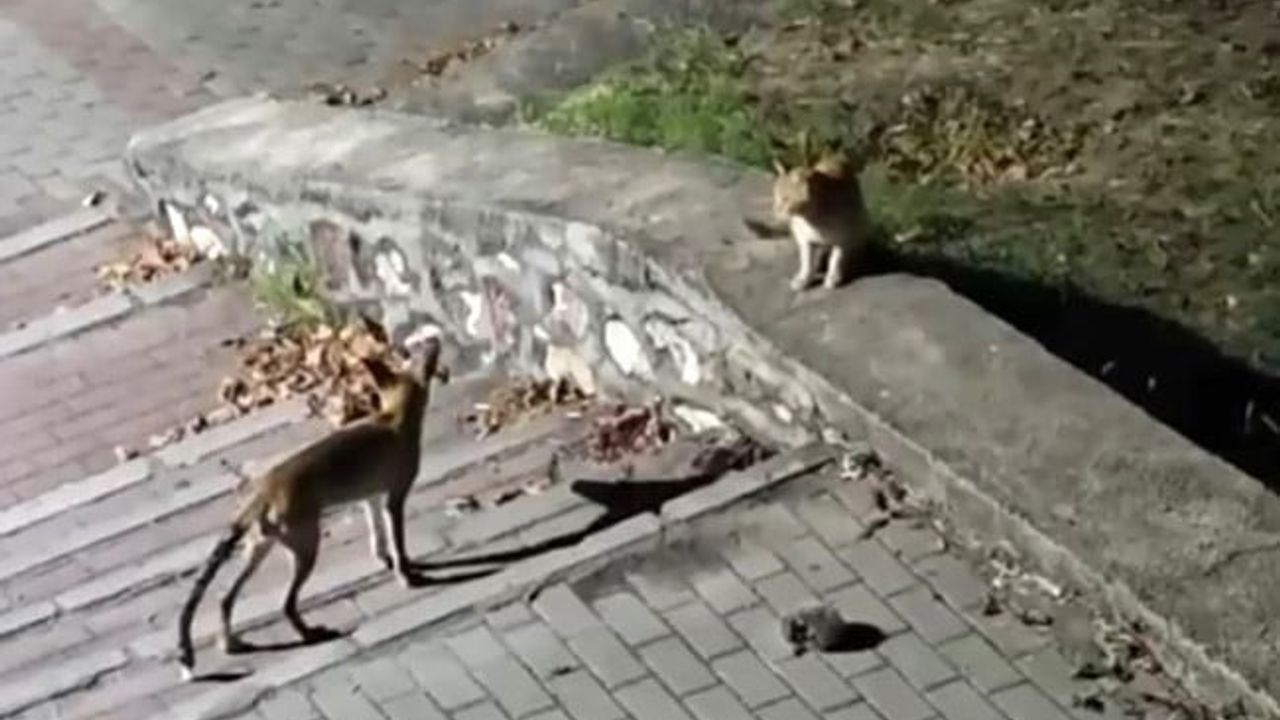 Parkta tilki, kedi ve kirpinin beklenmedik buluşması