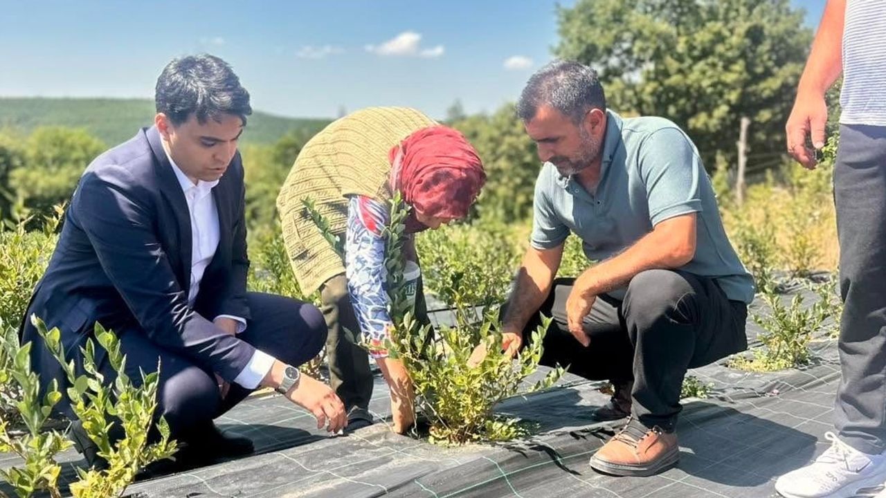 pazaryeri kaymakamı arpadere köyünde yaban mersini hasadını yerinde inceledi