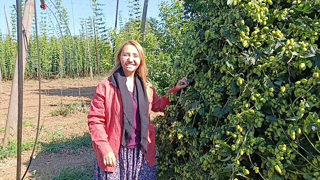 Pazaryeri'nde yeşil altın şerbetçiotu hasadı başladı