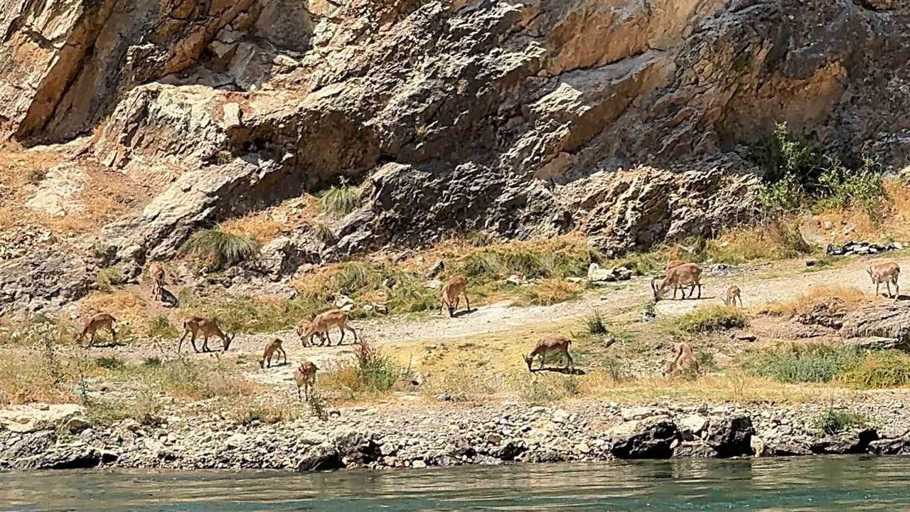 Peri Çayı kıyısında sürü halinde görülen dağ keçileri Karakoçan'ın yaban hayatını gösterdi
